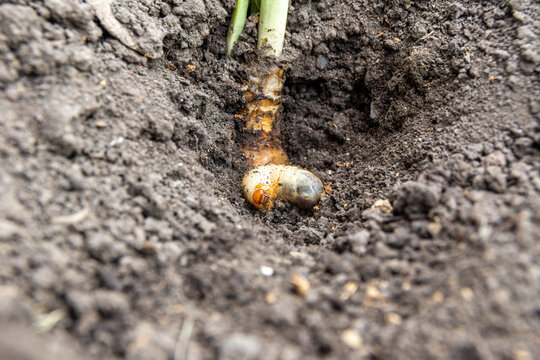 Larvae of the May beetle or cockchafer - a pest of agricultural crops in a hole in the ground, next to the root of the plant that serves as food, selective focus