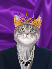 Cute cat dressed like royal person against purple background