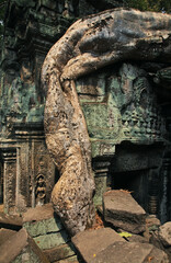 Ta Prohm temple at Angkor. Siem Reap province. Cambodia