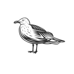 Gull. Black and white illustration.