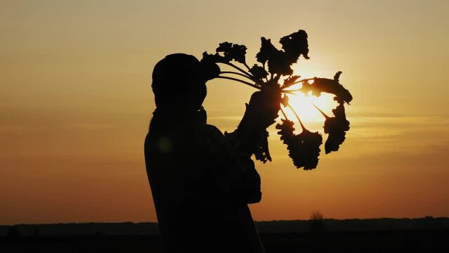 Silhouette of a woman farmer holding a root vegetable of sugar beet in the field at sunset. The cultivation of sugar beet