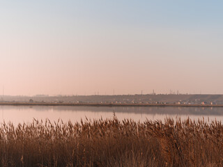 Fluffy golden reeds on turquoise blue sky background. Trendy natural red pampas grass botanical background