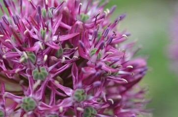 Seedpods and flowers of wild onion, scientific name Allium robustum