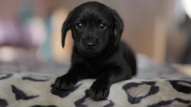 Cute tender black puppy lies on mat. Puppy looks with kind eyes and wants to play