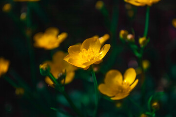 Macro photo of Ethiopian rape flower (Brassica carinata)