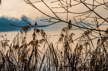 Seelandschaft durch Schilf bei Sonnenuntergang