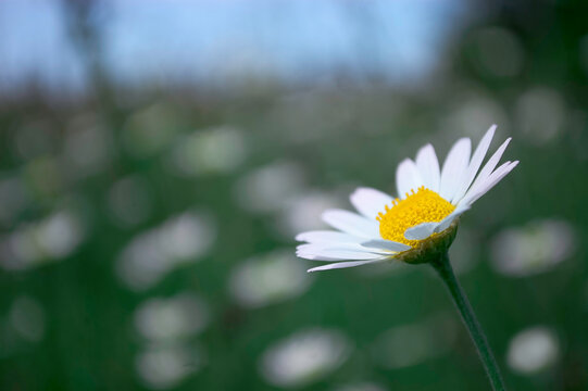Beautiful chamomile flowers on a white background Image of a florist, white