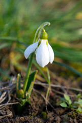 White snowdrops Galanthus nivalis in bloom