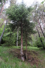 Natural variety that is observable in Vercors Valley forest, France.
It gathers a great variety of settings, vegetation, rocks, uprooted trees, cascade, and more.

