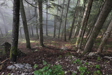 Natural variety that is observable in Vercors Valley forest, France.
It gathers a great variety of settings, vegetation, rocks, uprooted trees, cascade, and more.
