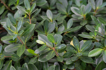 Ficus microcarpa var. crassifolia . Hedge. Ficus microcarpa, also known as Chinese banyan, Malayan banyan, Indian laurel, curtain fig, or gajumaru , is a tree in the fig family Moraceae.