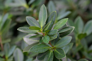 Ficus microcarpa var. crassifolia . Hedge. Ficus microcarpa, also known as Chinese banyan, Malayan banyan, Indian laurel, curtain fig, or gajumaru , is a tree in the fig family Moraceae.