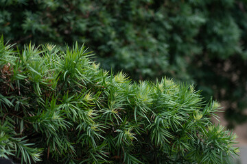 Afrocarpus falcatus (syn. Podocarpus falcatus) family Podocarpaceae.  common yellowwood, bastard yellowwood, outeniqua yellowwood, African pine tree, weeping yew