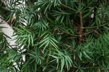Afrocarpus falcatus (syn. Podocarpus falcatus) family Podocarpaceae.  common yellowwood, bastard yellowwood, outeniqua yellowwood, African pine tree, weeping yew