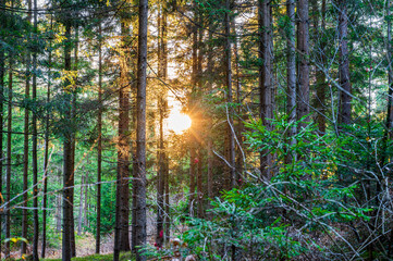 Obraz premium Sonnenschein im Wald