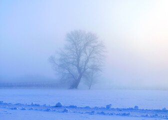 fog landscape with a lonely tree, white fog covers the ground on a cold winter morning, blurred tree silhouette, fog background