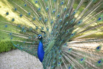 Paon faisant la roue