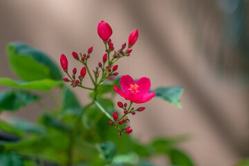 Jatropha integerrima, commonly known as peregrina or spicy jatropha, is a species of flowering...