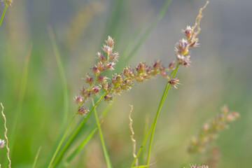 
Cenchrus echinatus is a species of grass known by the common names southern sandbur, spiny sandbur, southern sandspur, and in Australia, Mossman River grass. It is native to North and South America.  - 484866093