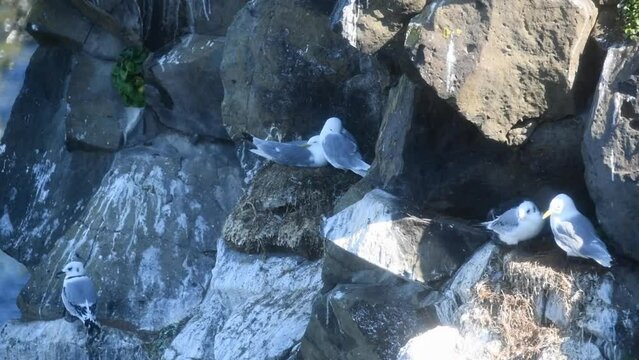 Black legged Kittiwake flies away from cliff in Grimsey Iceland