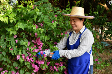 Happy Asian female gardener is trimming flower bush. wear hat, gloves and garden uniform. Hold...