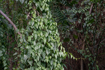 
Cissus verticillata, the princess vine or seasonvine, is an evergreen perennial vine in the grapevine family Vitaceae.Historical folk medicine recommendations include 