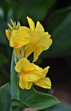 Close up of new yellow canna lilly blossoms
