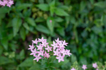 Pentas lanceolata, commonly known as Egyptian starcluster, is a species of flowering plant in the madder family, Rubiaceae that is native to much of Africa as well as Yemen. It is known for its wide u