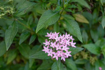 Pentas lanceolata, commonly known as Egyptian starcluster, is a species of flowering plant in the madder family, Rubiaceae that is native to much of Africa as well as Yemen. It is known for its wide u