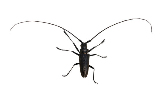 Cerambyx cerdo or large oak mustache beetle.  On a white background.