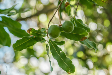 Macadamia integrifolia Common names include macadamia, smooth-shelled macadamia, bush nut, Queensland nut and nut oak. Honolulu Hawaii