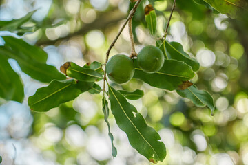 Macadamia integrifolia Common names include macadamia, smooth-shelled macadamia, bush nut,...