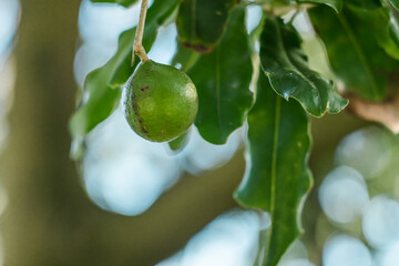 Macadamia integrifolia Common names include macadamia, smooth-shelled macadamia, bush nut,...