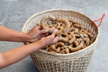 Hand is selecting sweet tamarind fruits in basket for sale. Seasonal fruit.  Agricultural crops of...