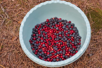 A bowl of blueberries and lingonberries on the ground in the forest