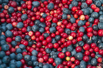 Blueberries and lingonberries close-up, background