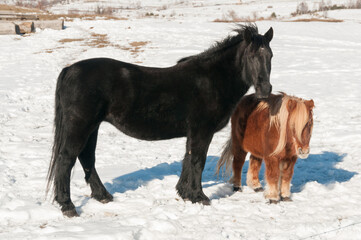 Un cheval de robe couleur noire et un poney shetland, dans un pré couvert de neige en hiver