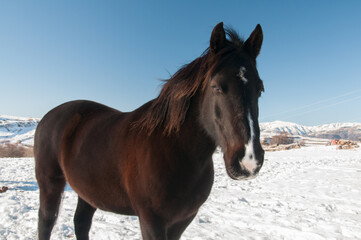 Plan rapproché d'un cheval de robe couleur bai brun en hiver dans un pré couvert de neige