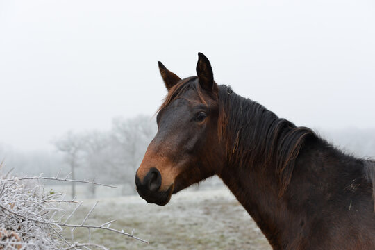 Cheval baie outlet brun