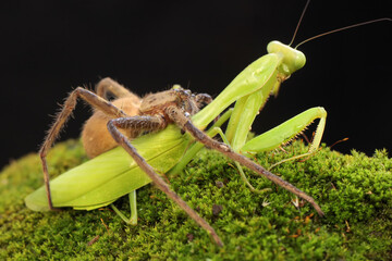 A spider huntsman is eating a praying mantis on a rock overgrown with moss. This spider has the...