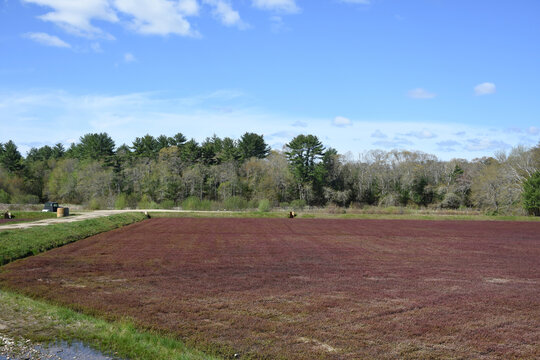 Scenic View of Cranberry Bogs on a Fall Day
