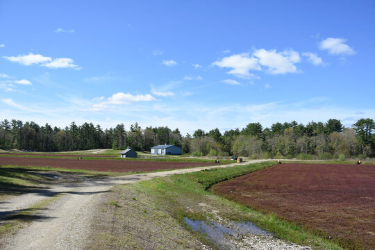 Blue Skies Over Cranberry Bogs Growing in New England
