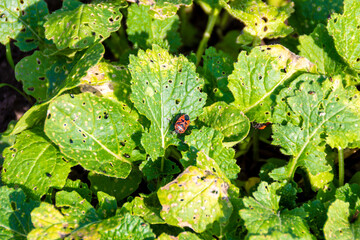 young shoots of cruciferous - rapeseed planted as green manure to improve soil characteristics and...