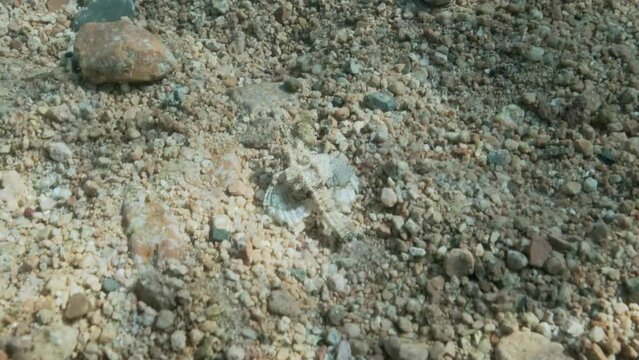 Seamoth moves on the sandy bottom in shallow water in sun rays. Pegasus, Little Dragonfish or Common Seamoth (Eurypegasus draconis). Slow motion