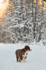 Purebred young puppy of chocolate color on walk in park. Good young dog. Australian Shepherd puppy stands on snowy winter forest road at sunset. Aussie red tricolor.