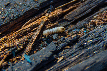 old wooden buildings were completely destroyed by bark beetle larvae or barbel beetle larvae, selective focus