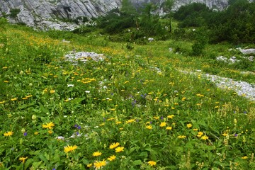 Lush alpine wild garden with yellow ox-eye (Buphthalmum salicifolium) and other blue flowers in Julian alps and Triglav national park, Slovenia
