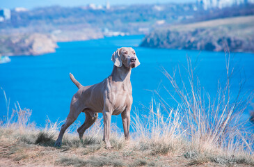 Stunning photo of beautiful muscular male of weimaraner dog posing standing in yellow grass at the edge of the cliff on the background of blue river water in sunny day