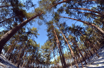 Snow-covered  winter forest. Frosty day in a pine forest