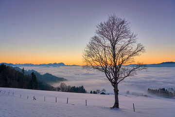 sunset in the snowy Bregenzer Wald area of Vorarlberg, Austria with spectacular view on Mount Saentis above a sea of fog, Switzerland, Sulzberg, Austria, landscape